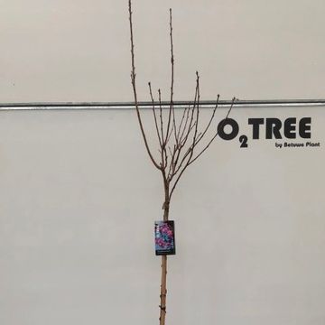 Prunus serrulata 'Royal Burgundy'