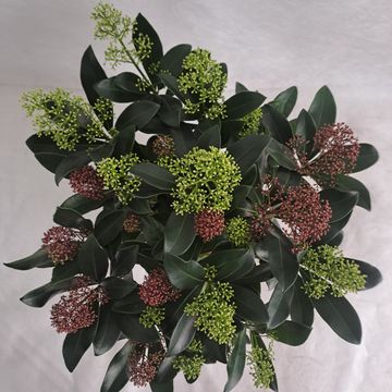 Skimmia japonica MIX IN POT