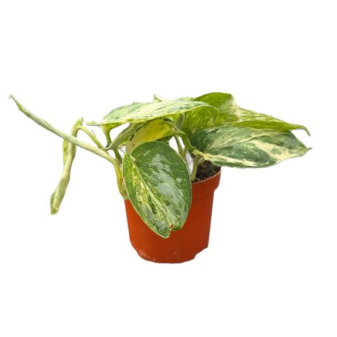 Scindapsus 'Peasun Variegata'