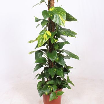 Epipremnum aureum