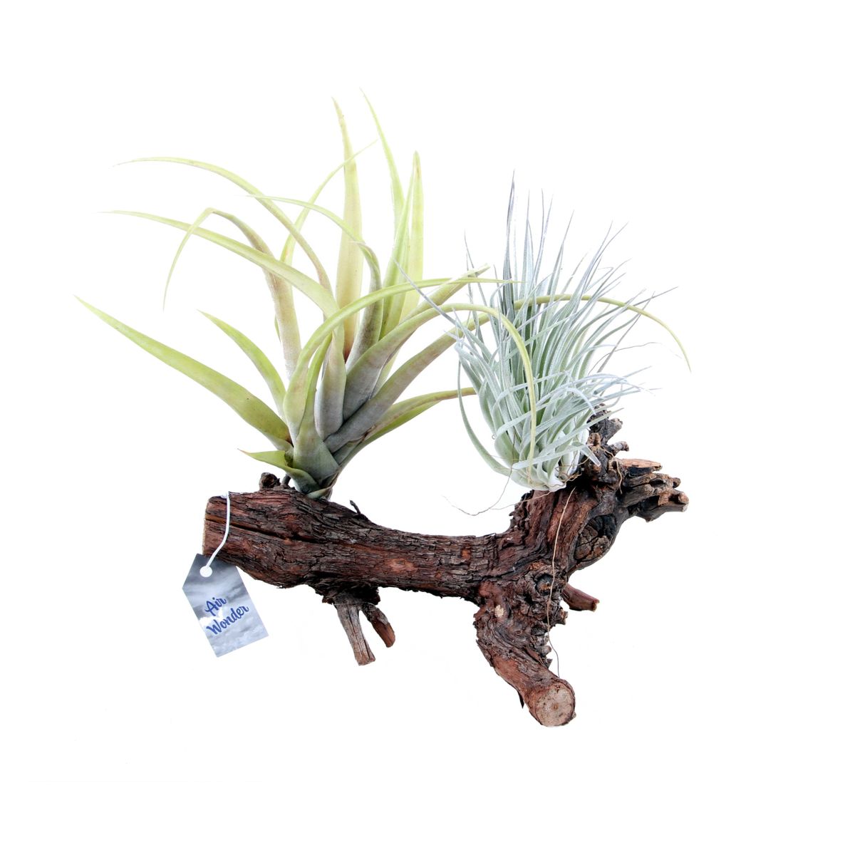 Arrangement Moderne Tillandsia Sur Ourson - Grande Tillandsia Usneoides