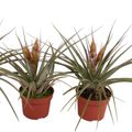 Tillandsia fasciculata
