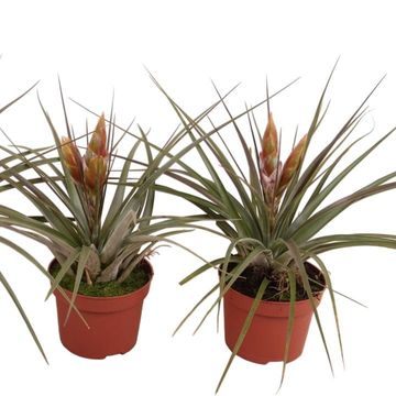 Tillandsia fasciculata