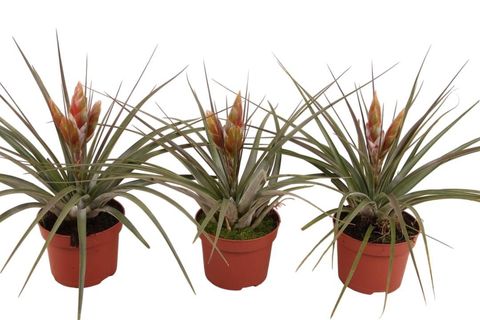 Tillandsia fasciculata