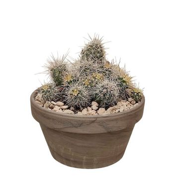 Echinocereus parkeri