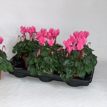 Cyclamen persicum SUPER SERIE S ALLURE NEON PINK