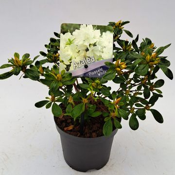 Rhododendron 'Pleasant White' (AJ)