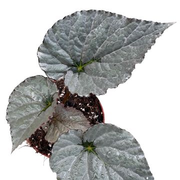 Begonia 'Grey Earl'