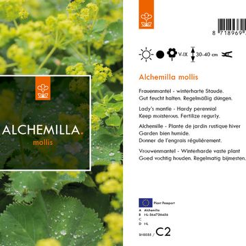 Alchemilla mollis