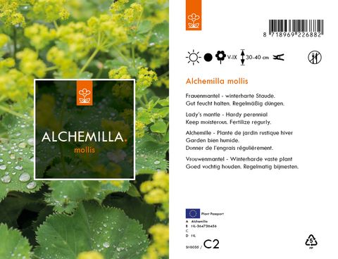 Alchemilla mollis