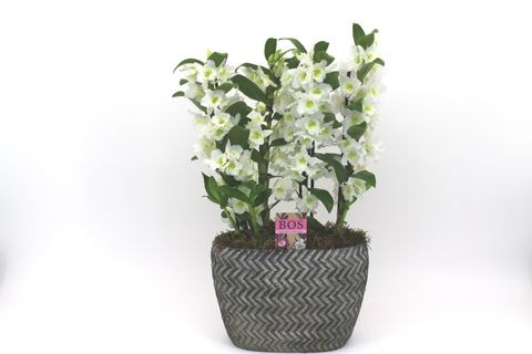 Dendrobium nobile SPECIAL APOLLON