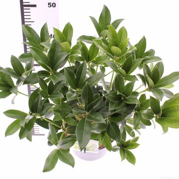 Skimmia japonica 'Фрагрант Клауд'