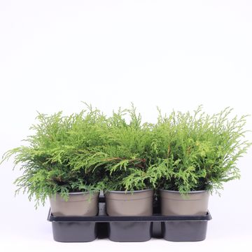 Microbiota decussata