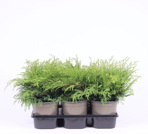 Microbiota decussata