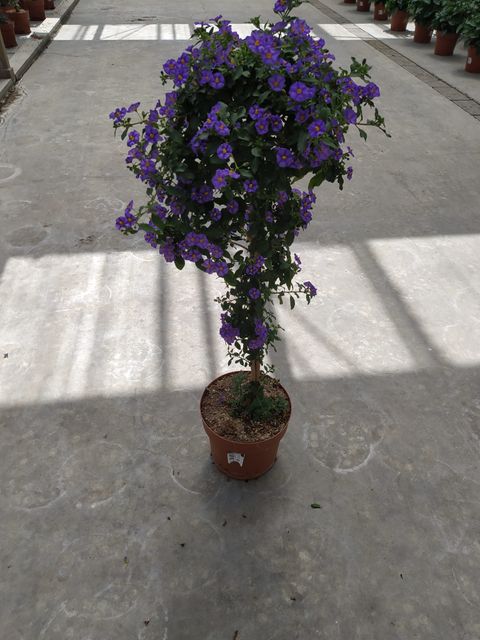 Solanum rantonnetii