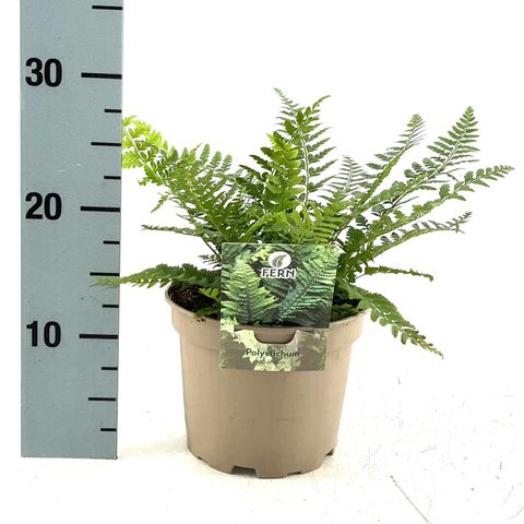 Polystichum aculeatum