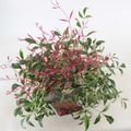 Nandina domestica 'Red Light'