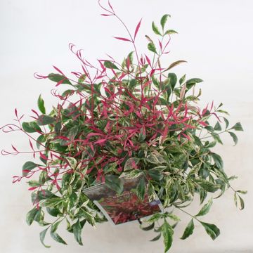 Nandina domestica 'Red Light'