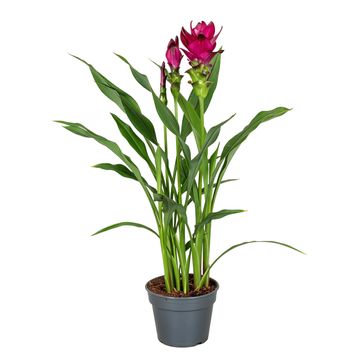 Curcuma alismatifolia 'Skyline'