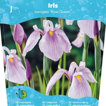 Iris laevigata 'Rose Queen'