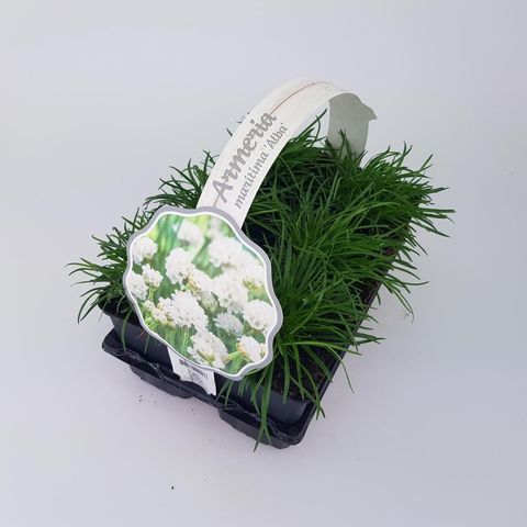 Armeria maritima 'Alba'