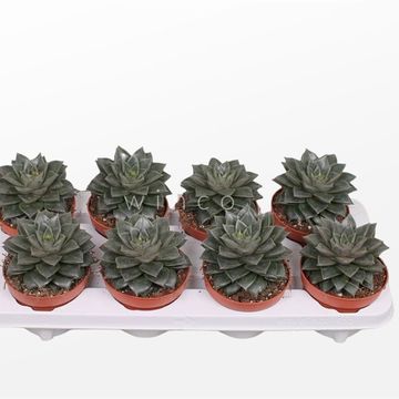 Echeveria 'Purpurea'