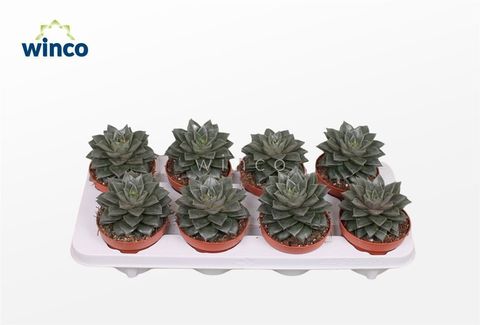 Echeveria 'Purpurea'