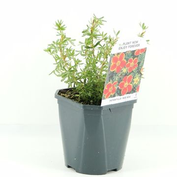 Potentilla fruticosa 'Ред Эйс'