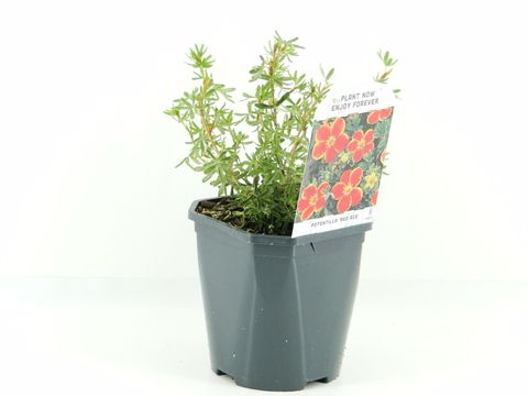 Potentilla fruticosa 'Ред Эйс'