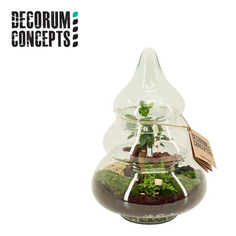 Arrangement Terrarium