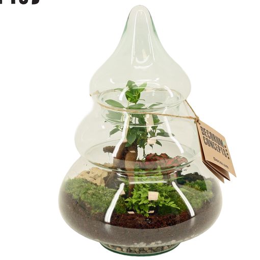 Arrangement Terrarium