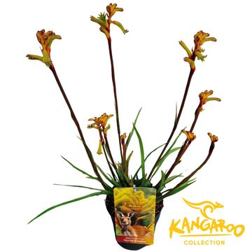 Anigozanthos 'Yellow Bonanza'