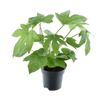 Fatsia japonica