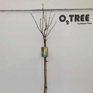 Laburnum x watereri 'Vossii'