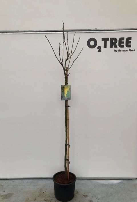 Laburnum x watereri 'Vossii'