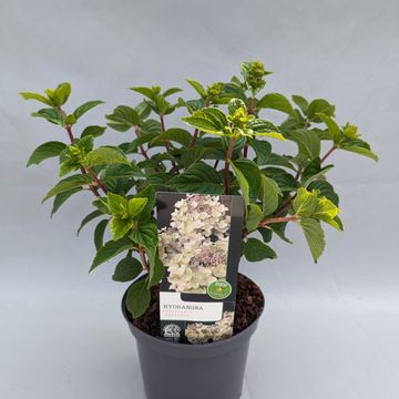 Hydrangea paniculata 'Bee Happy'