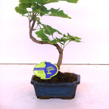 Ginkgo biloba