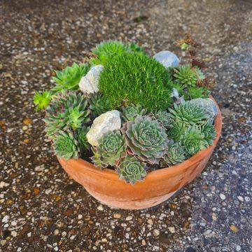 Plantes rocaille MIX