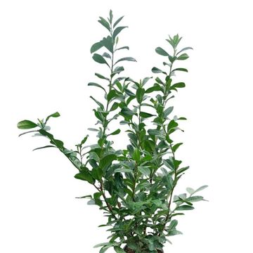 Prunus laurocerasus 'Rotundifolia'