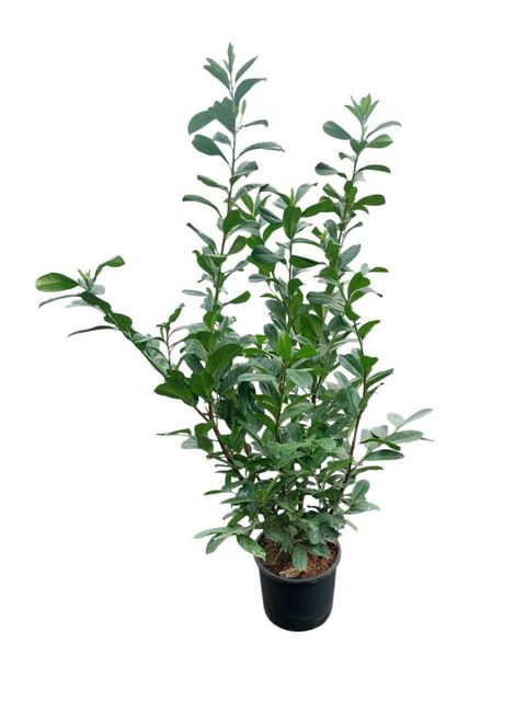 Prunus laurocerasus 'Rotundifolia'