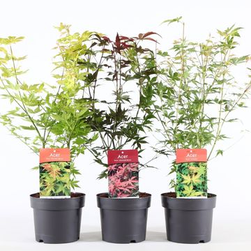Acer palmatum MIX
