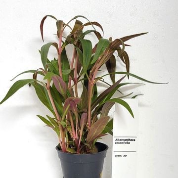 Alternanthera reineckii 'Roseafolia'