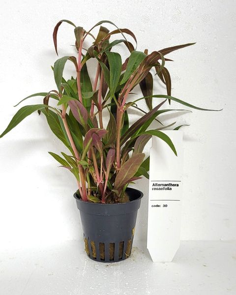 Alternanthera reineckii 'Roseafolia'