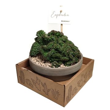 Euphorbia horrida cristata