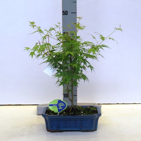 Acer palmatum 'Катсура'