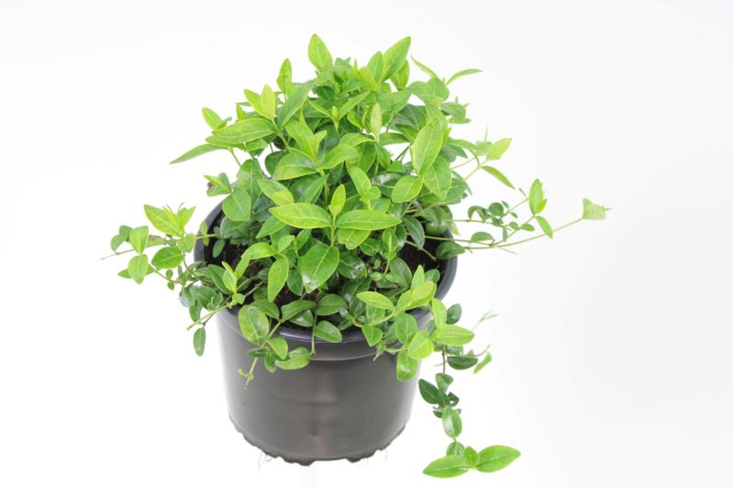 Vinca minor — Plant Wholesale FlorAccess