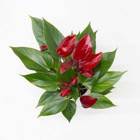 Anthurium BANDEROLA LAVA