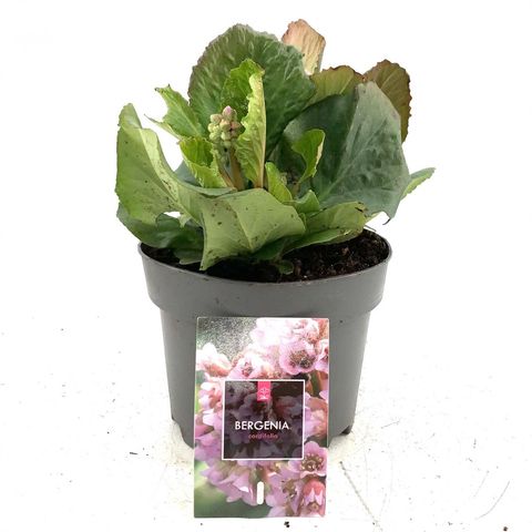 Bergenia cordifolia