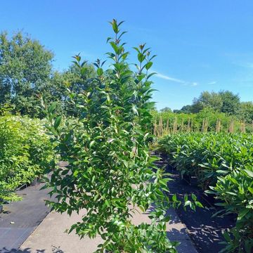 Ligustrum japonicum