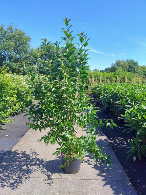 Ligustrum japonicum